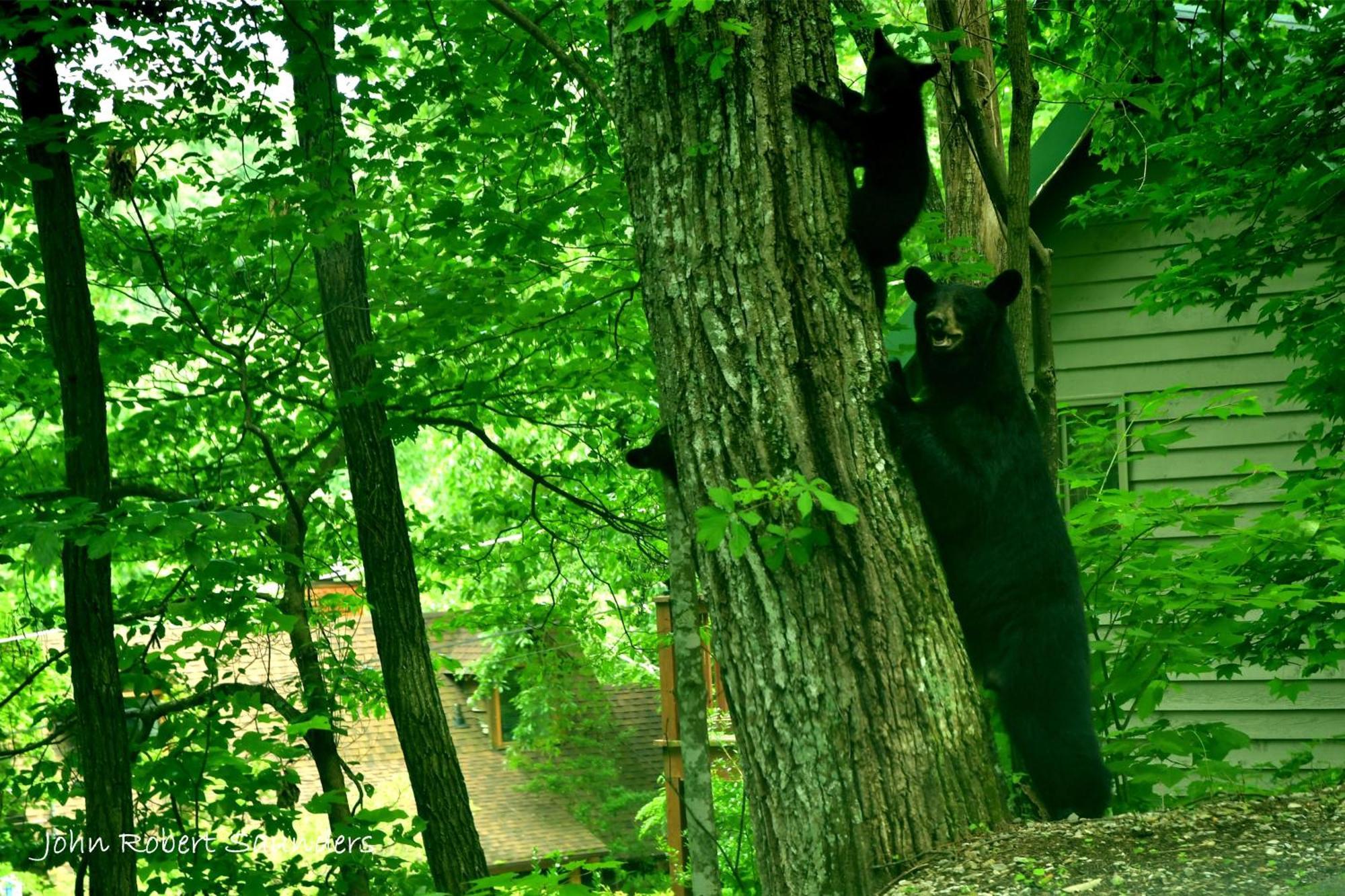Willa Wild Thing #1525 Gatlinburg Zewnętrze zdjęcie
